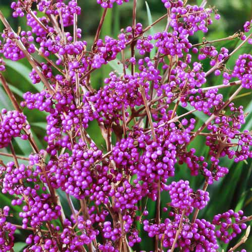 Pięknotka Bodiniera Giraldii interface.image 2 interface.art 9532