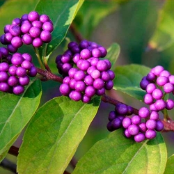 Pięknotka Bodiniera Profusion interface.image 1 interface.art 73014