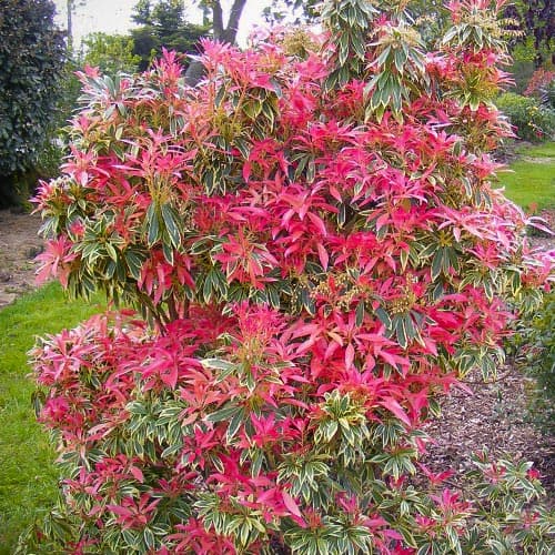 Pieris Flaming Silver interface.image 1 interface.art 5089