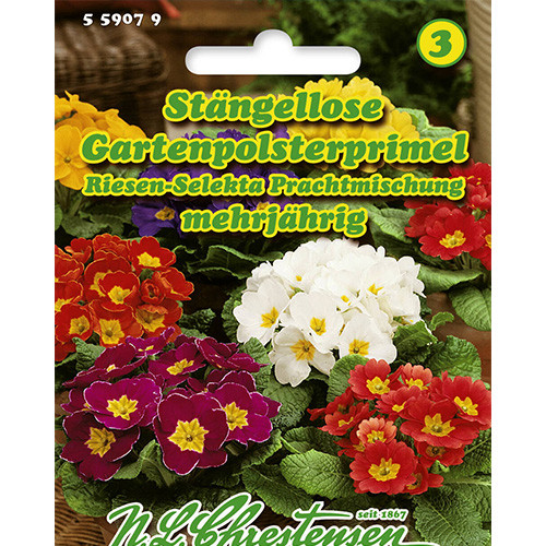 Pierwiosnek bezłodygowy, mieszanka Chrestensen interface.image 1 interface.art 86181