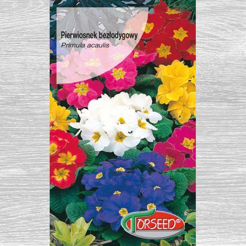 Pierwiosnek bezłodygowy (Primula), mieszanka interface.image 1 interface.art 77577