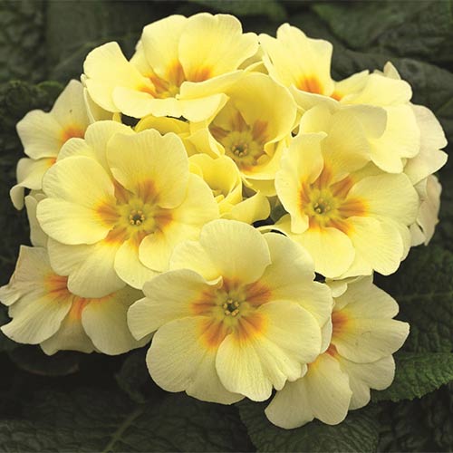 Pierwiosnek bezłodygowy (Primula) Yellow interface.image 1 interface.art 01402