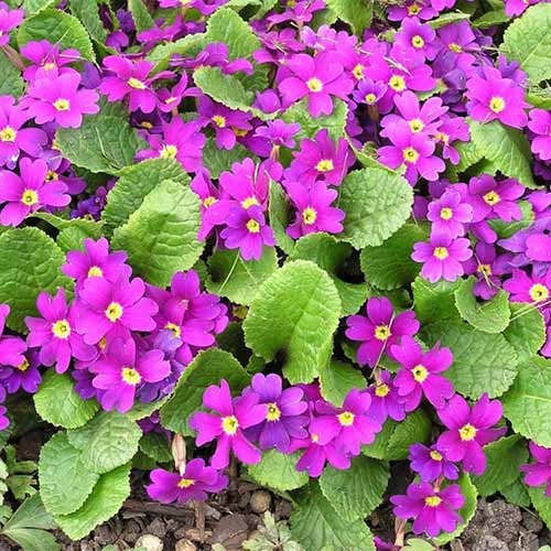 Pierwiosnek juliana (Primula) Wanda interface.image 1 interface.art 01396