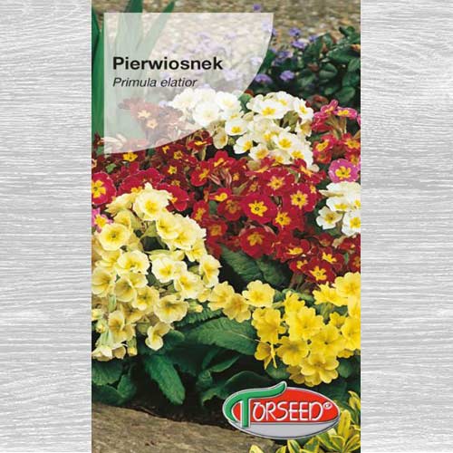 Pierwiosnek wzniosły (Primula), mieszanka interface.image 1 interface.art 77578
