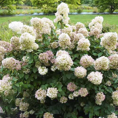 Hortensja bukietowa Magical Candle PBR, С3 interface.image 1 interface.art 8545