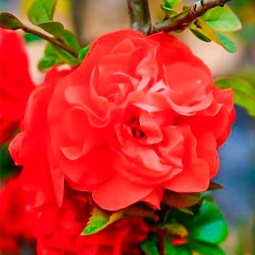 Pigwa japońska Orange Storm interface.art zdjęcie 1 Pigwa japońska Orange Storm interface.image 1 interface.art 5591