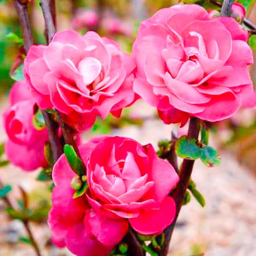 Pigwa japońska Pink Storm interface.art zdjęcie 1 Pigwa japońska Pink Storm interface.image 1 interface.art 5592