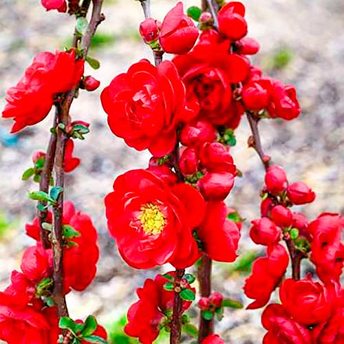 Pigwa japońska Scarlet Storm interface.art zdjęcie 1 Pigwa japońska Scarlet Storm interface.image 1 interface.art 5593