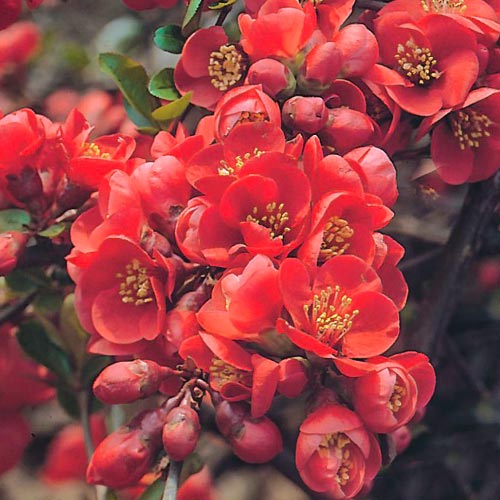 Pigwowiec japoński Fire dance interface.image 1 interface.art 9176