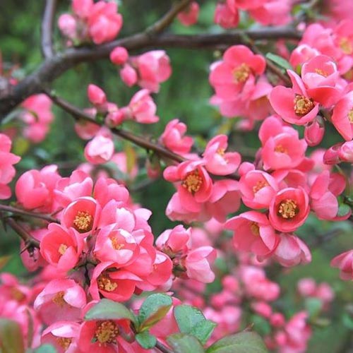 Pigwowiec japoński Pink Queen interface.image 1 interface.art 9289