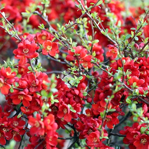 Pigwowiec japoński Sargentii interface.image 1 interface.art 4032