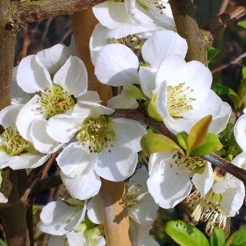 Pigwowiec okazały Nivalis interface.image 1 interface.art 4418