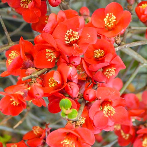 Pigwowiec pośredni Crimson And Gold interface.image 1 interface.art 9202