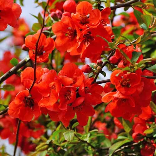 Pigwowiec pośredni Nicoline interface.image 1 interface.art 4706