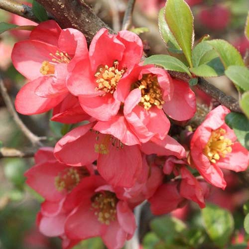 Pigwowiec pośredni Pink Trail interface.art zdjęcie 1 Pigwowiec pośredni Pink Trail interface.image 1 interface.art 4422