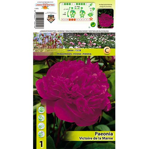 Piwonia Victoire de la Marne interface.image 1 interface.art 70445