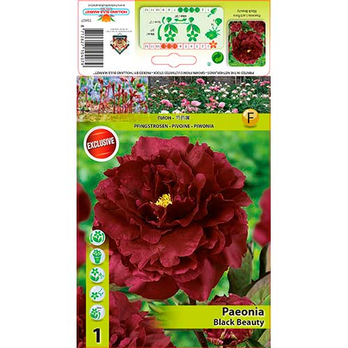 Piwonia Black Beauty interface.image 1 interface.art 76335