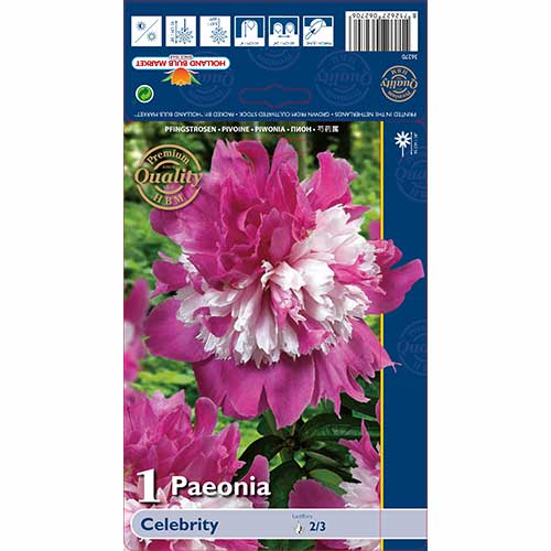 Piwonia Celebrity interface.image 1 interface.art 76129