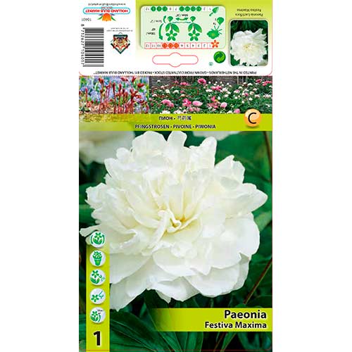 Piwonia Festiva Maxima interface.art zdjęcie 1 Piwonia Festiva Maxima interface.image 1 interface.art 76337