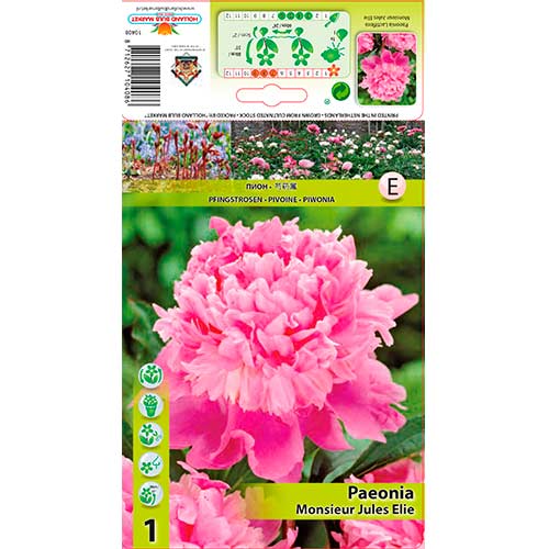 Piwonia Jules Elie interface.image 1 interface.art 76615