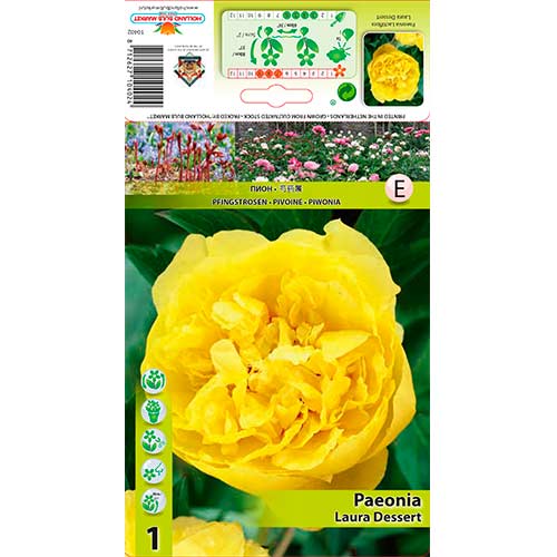 Piwonia Laura Dessert interface.image 1 interface.art 76614