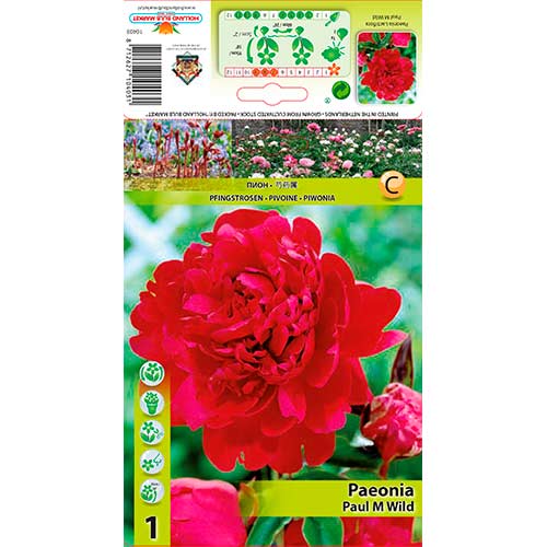 Piwonia Paul M Wild interface.image 1 interface.art 76338