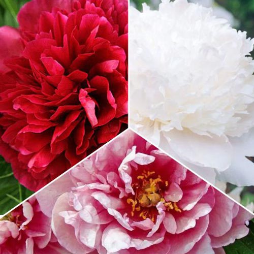 Piwonia Pełna, zestaw 3 odmian interface.image 1 interface.art 77809