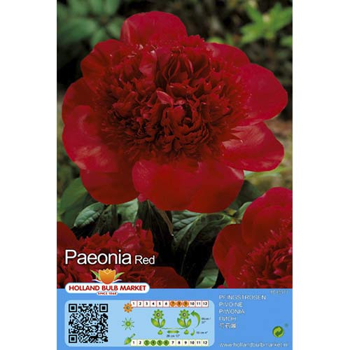 Piwonia Red interface.image 1 interface.art 76486