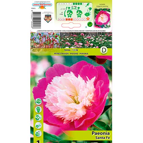 Piwonia Santa Fe interface.image 1 interface.art 76339