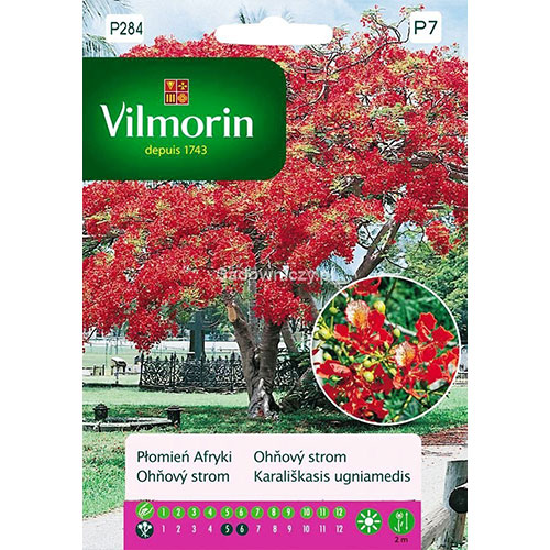 Płomień afryki (Delonix Regia) Vilmorin interface.art zdjęcie 1 Płomień afryki (Delonix Regia) Vilmorin interface.image 1 interface.art 86647