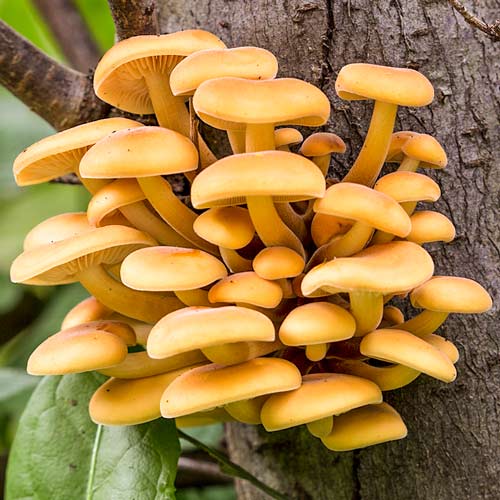 Płomiennica Zimowa interface.image 2 interface.art 9736