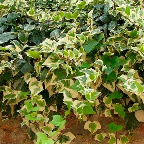 Bluszcz Gloria de Merengo interface.image 3 interface.art 2543