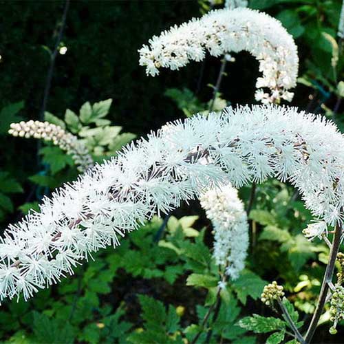 Pluskwica gałęziasta interface.image 1 interface.art 01421