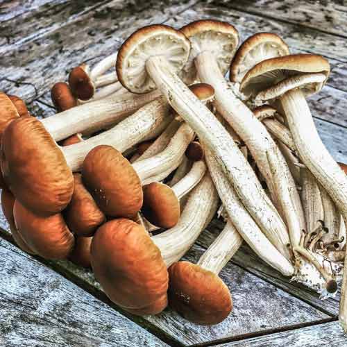 Polówka wiązkowa interface.image 1 interface.art 9735