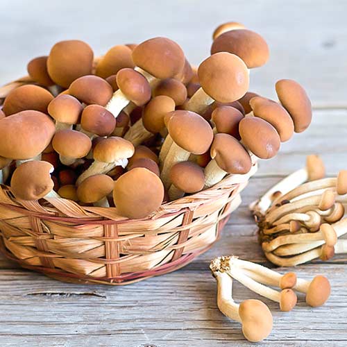 Polówka wiązkowa interface.image 2 interface.art 9735