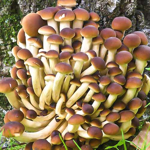 Polówka wiązkowa interface.image 3 interface.art 9735