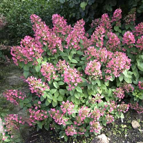 Hortensja bukietowa Magical Fire PBR, С3 interface.image 1 interface.art 8546