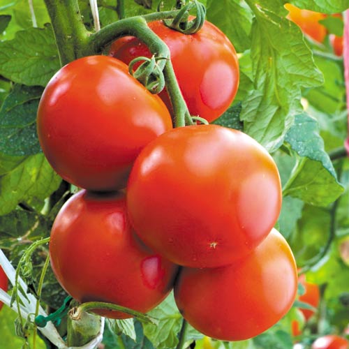 Pomidor Baron  interface.image 1 interface.art 8728