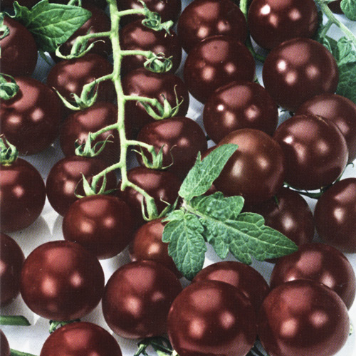 Pomidor Black Cherry  interface.image 1 interface.art 8723