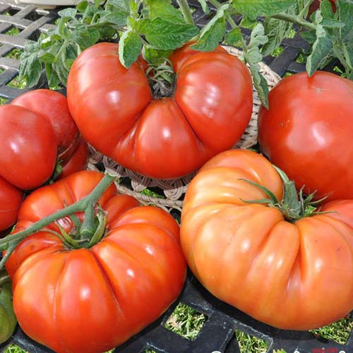 Pomidor Brutus interface.image 1 interface.art 8902