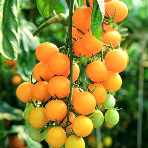 Pomidor Figiel interface.art zdjęcie 1 Pomidor Figiel interface.image 1 interface.art 8729