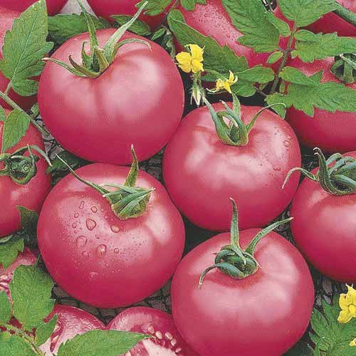 Pomidor gruntowy niski Malinowy Rodeo interface.image 1 interface.art 000404T