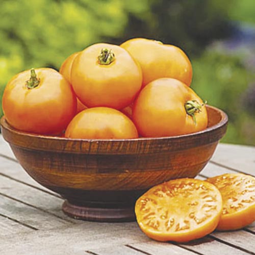 Pomidor gruntowy wysoki Jantar interface.art zdjęcie 1 Pomidor gruntowy wysoki Jantar interface.image 1 interface.art 000416T