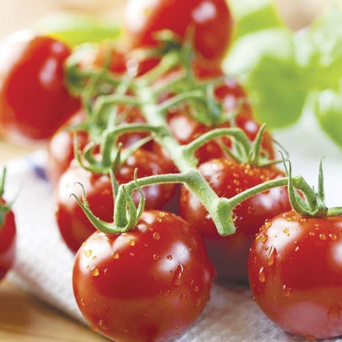 Pomidor gruntowy wysoki Pokusa interface.image 1 interface.art 462490L