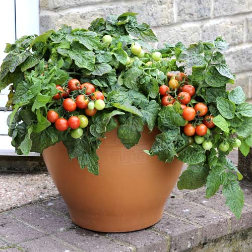 Pomidor karłowy Bajaja interface.image 1 interface.art 8900