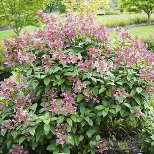 Hortensja bukietowa Magical Flame PBR, С3 interface.image 1 interface.art 8547