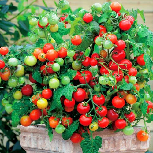 Pomidor Maskotka sadzonka interface.image 1 interface.art 8901