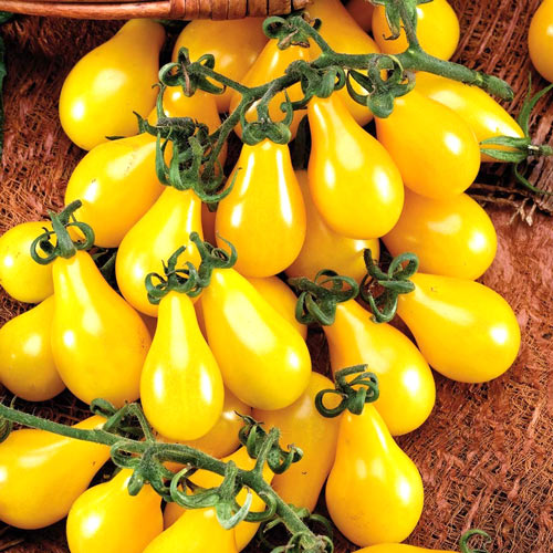 Pomidor Yellow Pearshaped  interface.art zdjęcie 1 Pomidor Yellow Pearshaped  interface.image 1 interface.art 8727