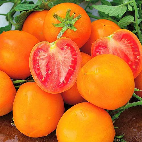 Pomidor Zlatava interface.image 1 interface.art 86987