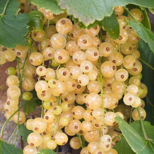 Porzeczka biała na pniu Biała z Juterbog interface.image 1 interface.art 8007